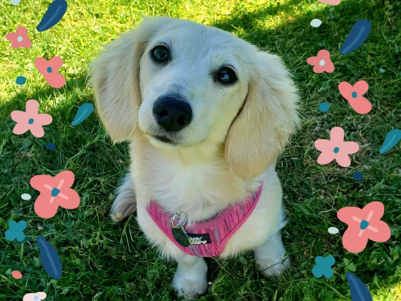 Codie's Dachshunds photo 1