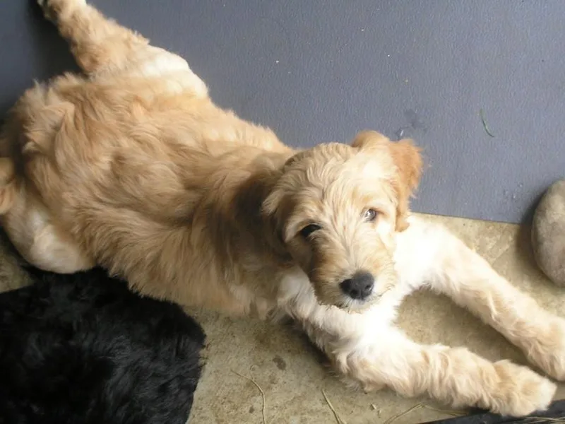 Cody &amp; Mikki's Babies