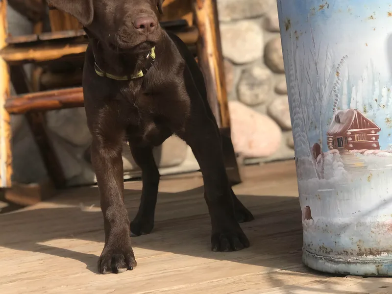 Cody’s Sweet Water Kennels