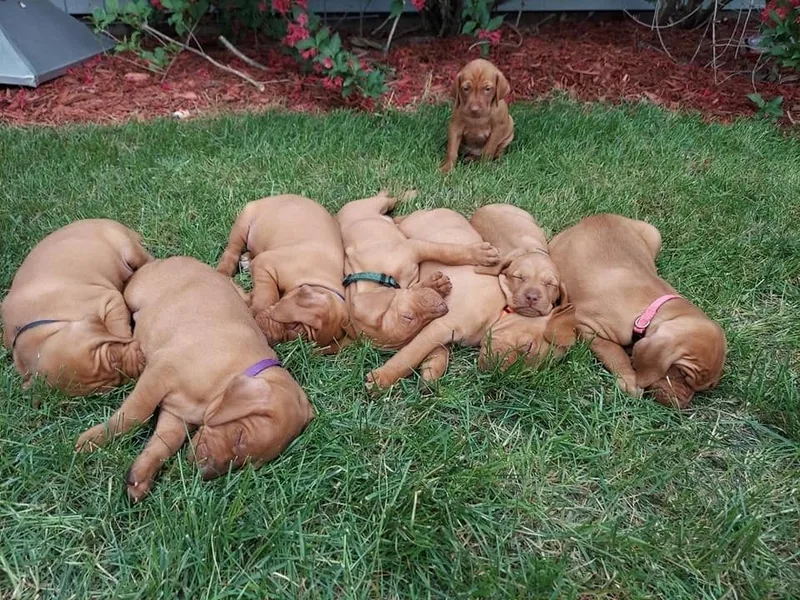 Coenen Vizslas