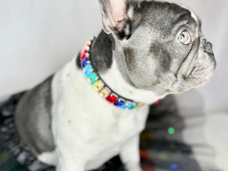Coeur D Alene Kennels