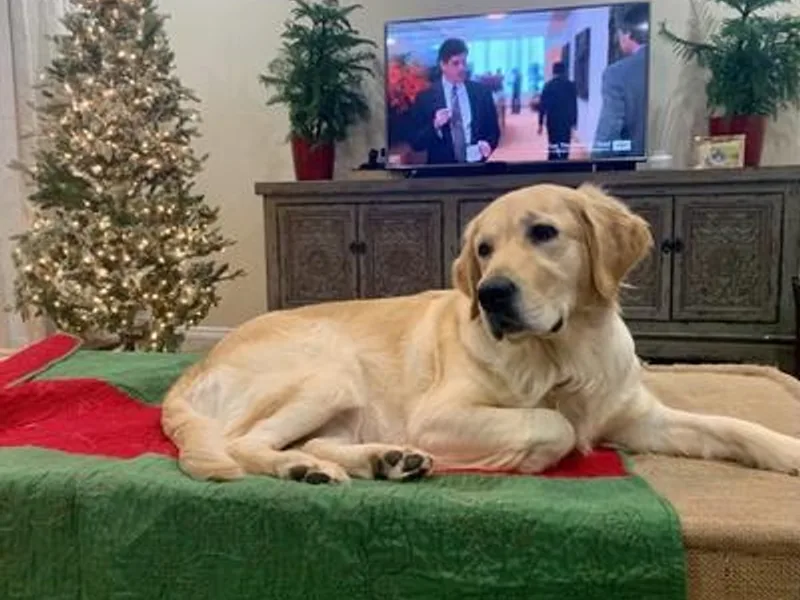 Coffee Creek Golden Retrievers