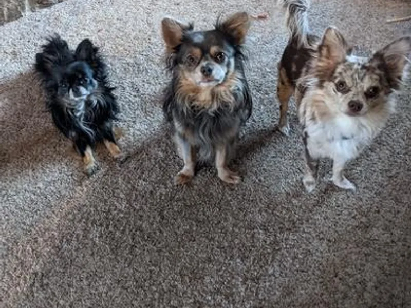 Coffey Chihuahua Café