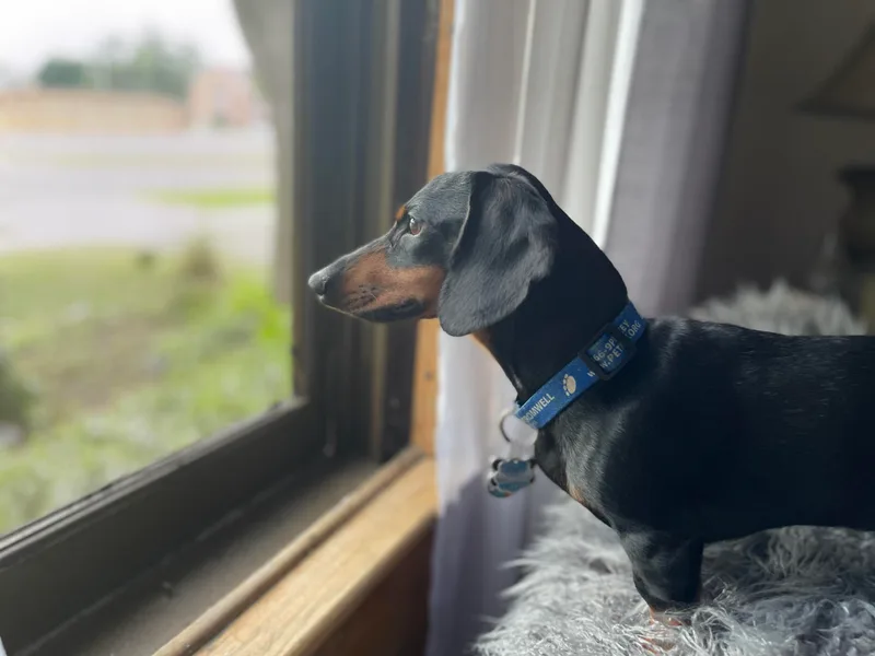 Cogsworth Cromwell Dachshunds of NW Indiana