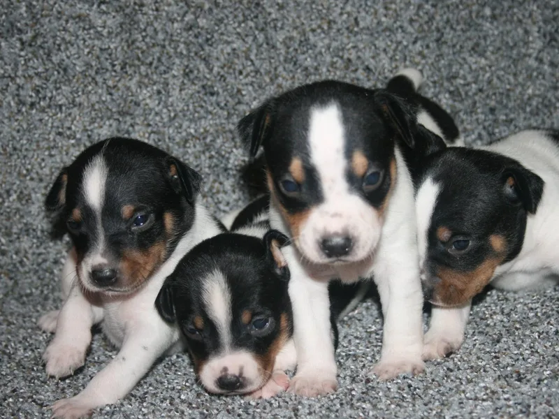 COHills Rat Terriers