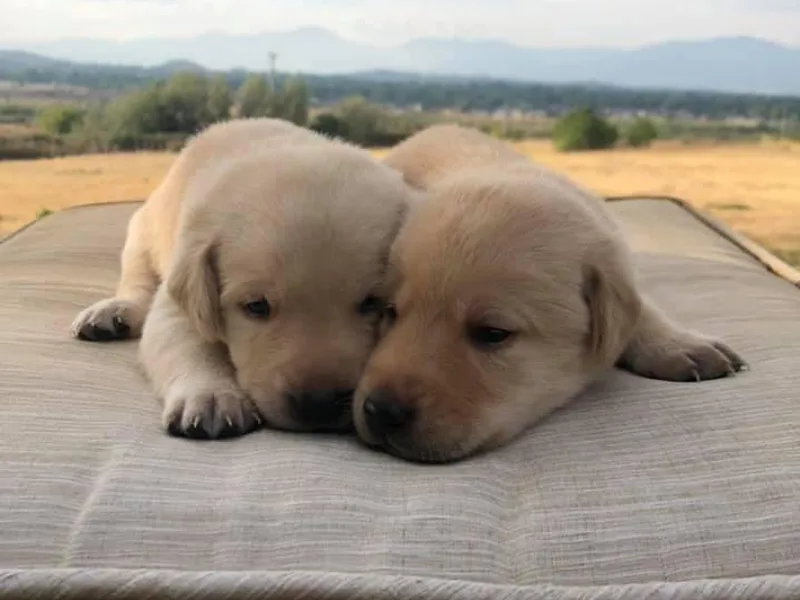Coker Butte Labradors