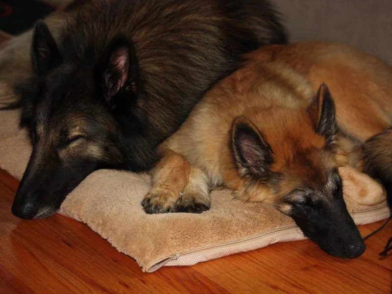 CoKo Belgian Tervuren