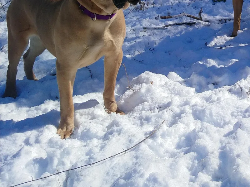 Colchado's Cane Corso