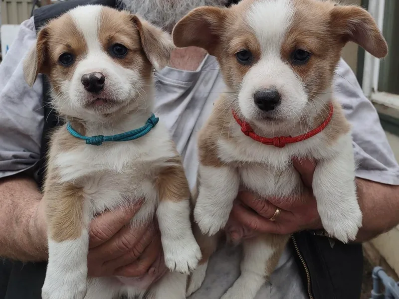 Colcord Corgi's