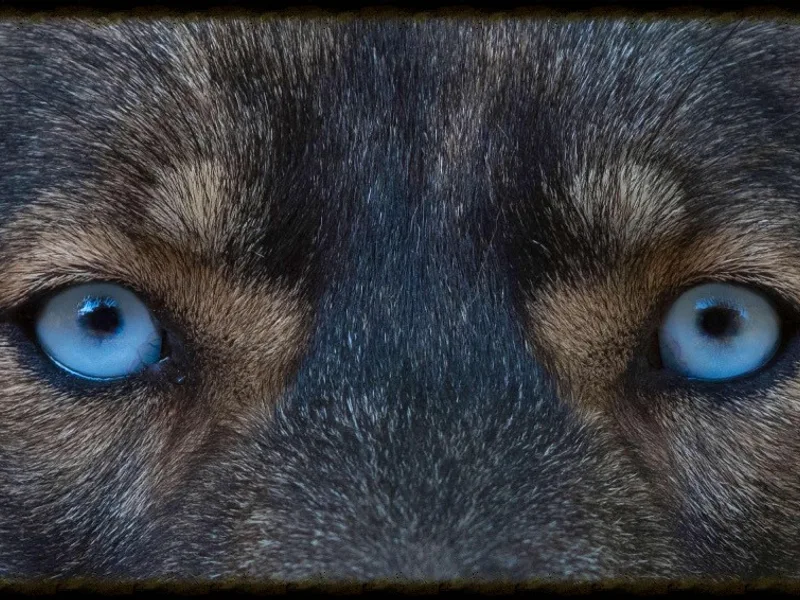 Cold Mountain Siberians