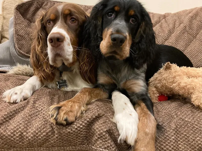 Cold Mountain Springers