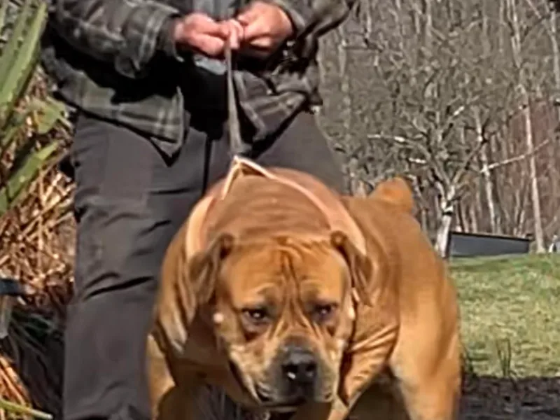 Cold River Boerboels photo 1