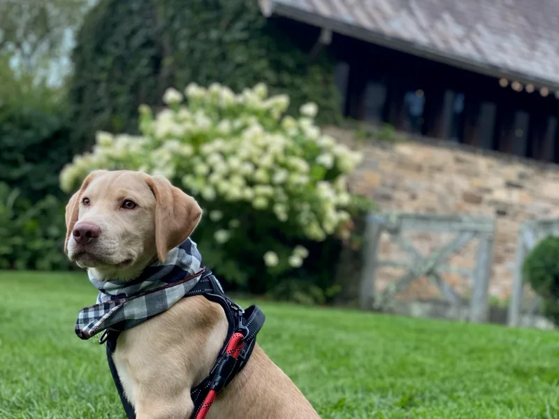 Cold spring Labradors