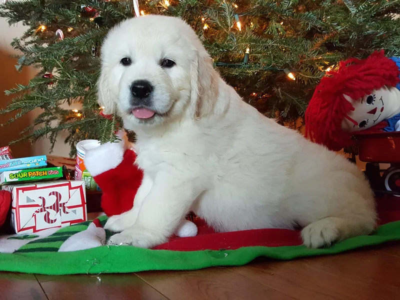 Cold Spring Mountain Retrievers