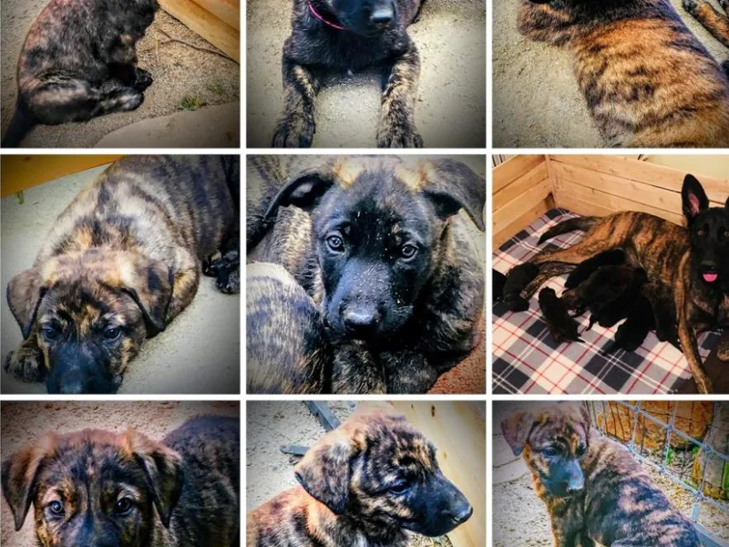 Cold Springs Dutch Shepherd