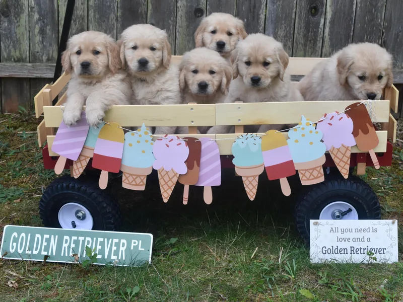 Coldstream Goldens