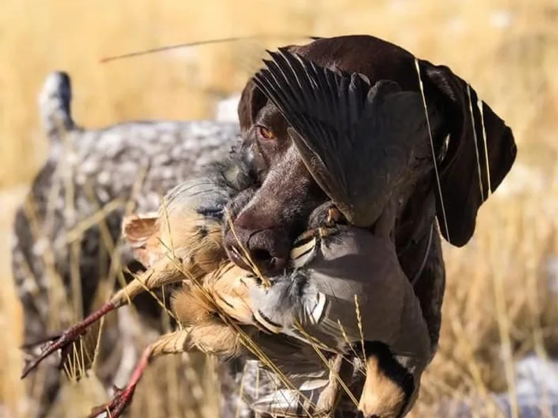 Coleman Creek Kennel