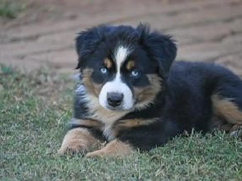 Coleman’s Country Aussies