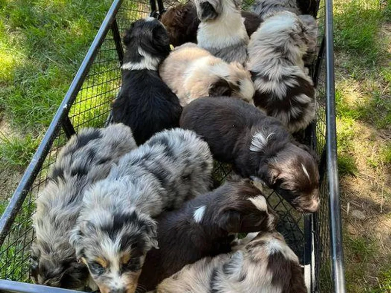 Coleman's Natural Bridge Aussies