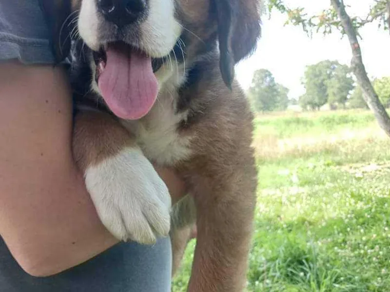 Coleman Saint Bernards of Ohio