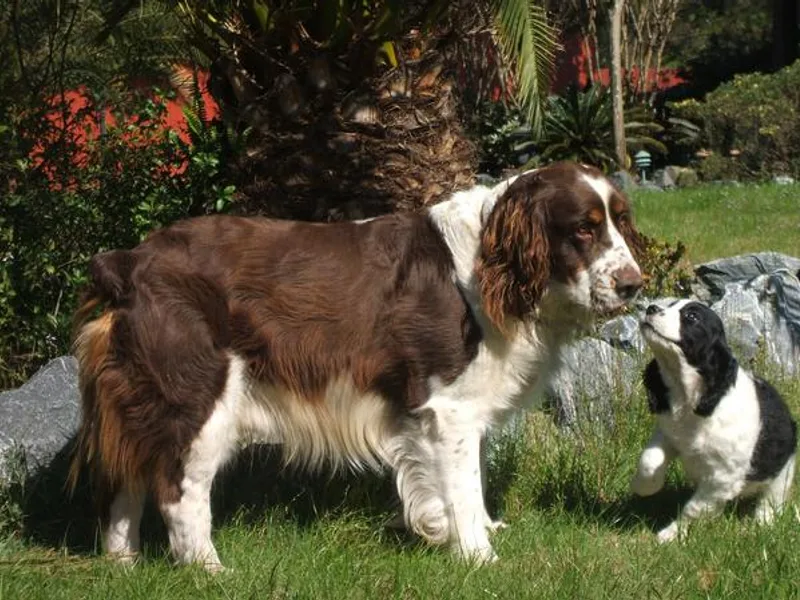 Coleman Springer Farm