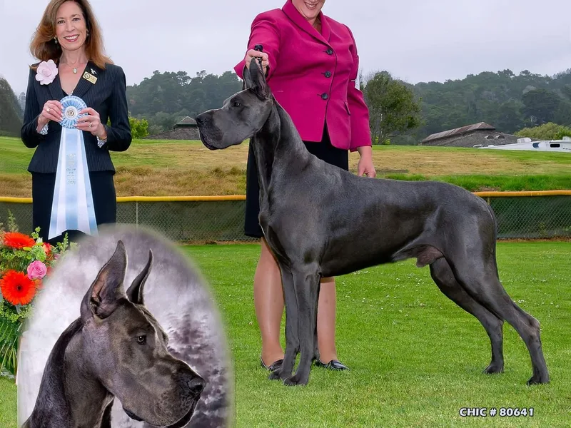 Coleridge Blue Great Danes