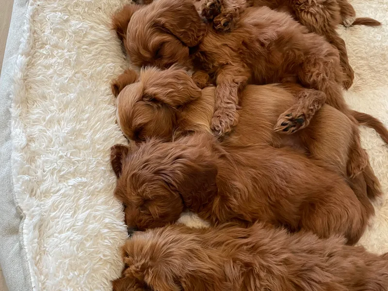 Coles Cavapoo’s