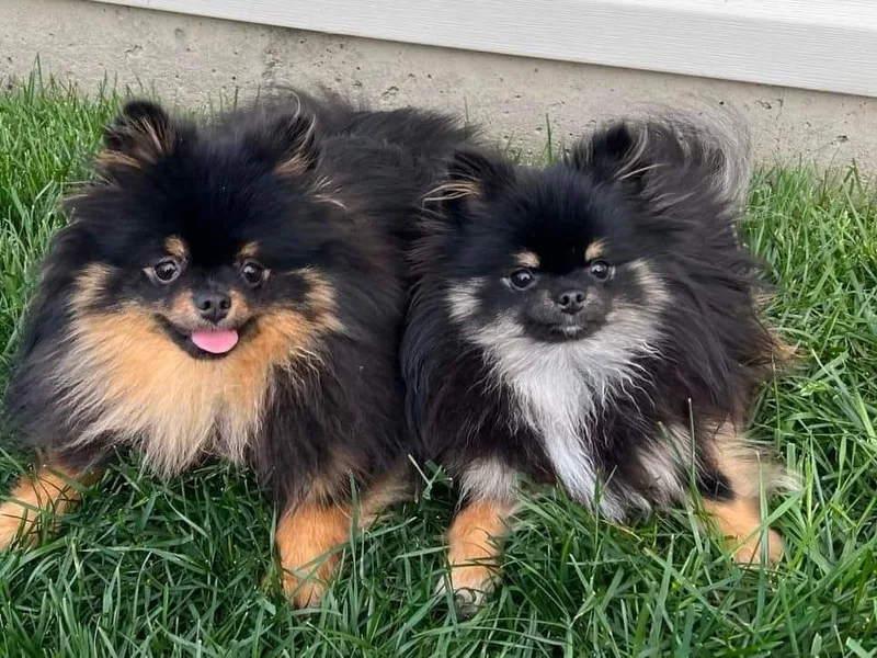 Coley's Precious Poms