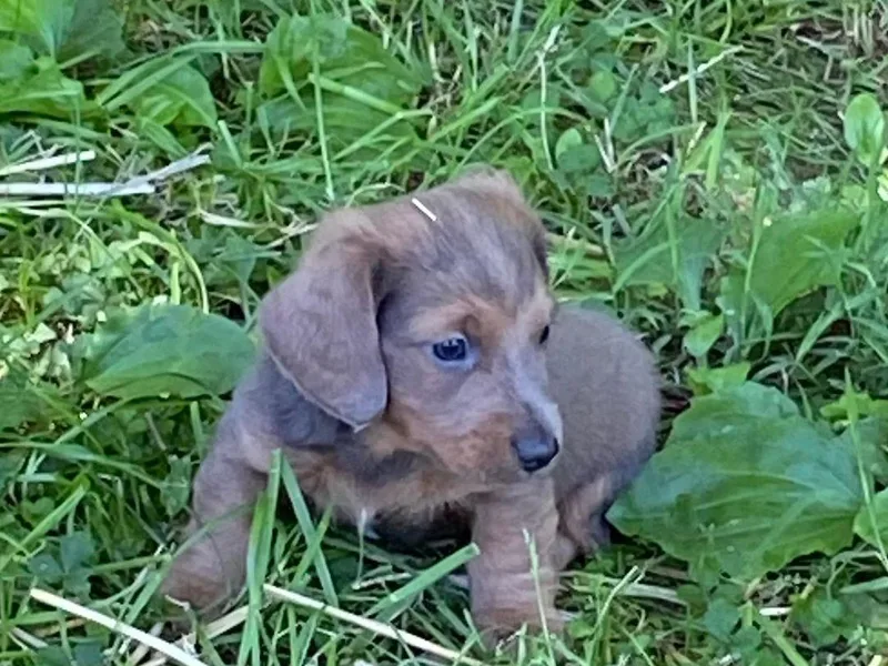 Coleys Doxies