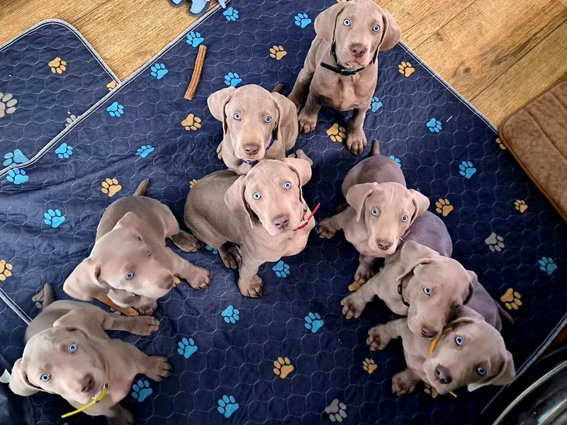 Colfaidar Weimaraners
