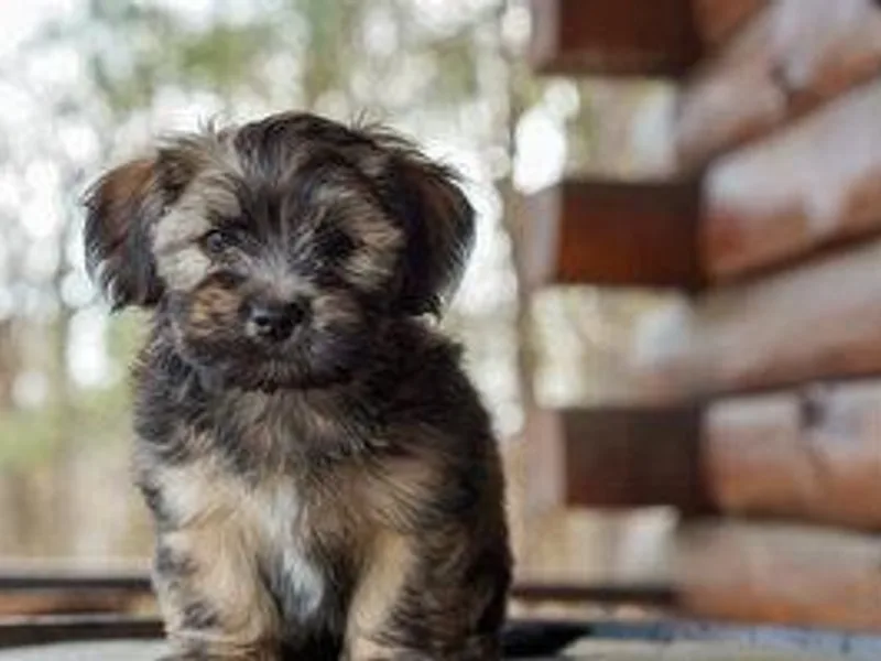 Colhaven Havanese