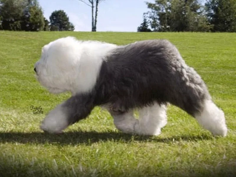 Colleen Grady's Old English Sheepdogs