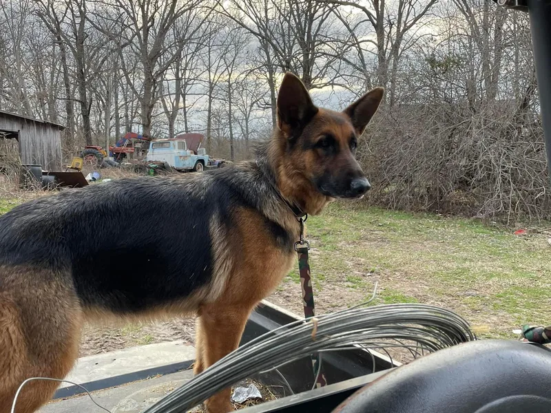 Colleen's German Shepherds