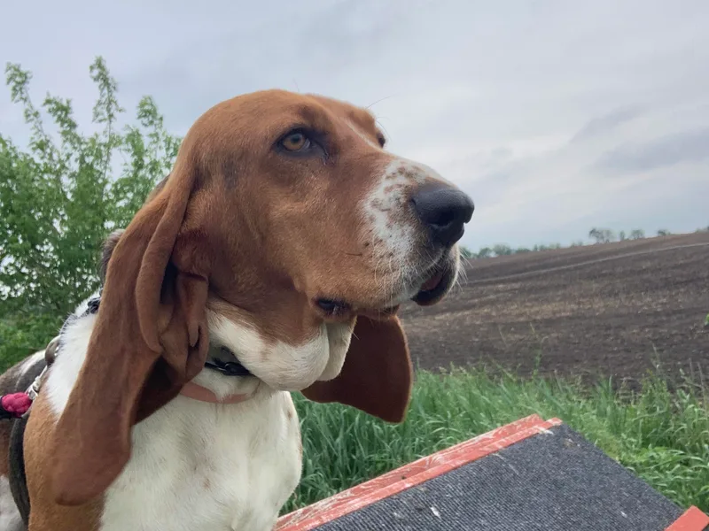Collegiate Bassets and Rheign Collies