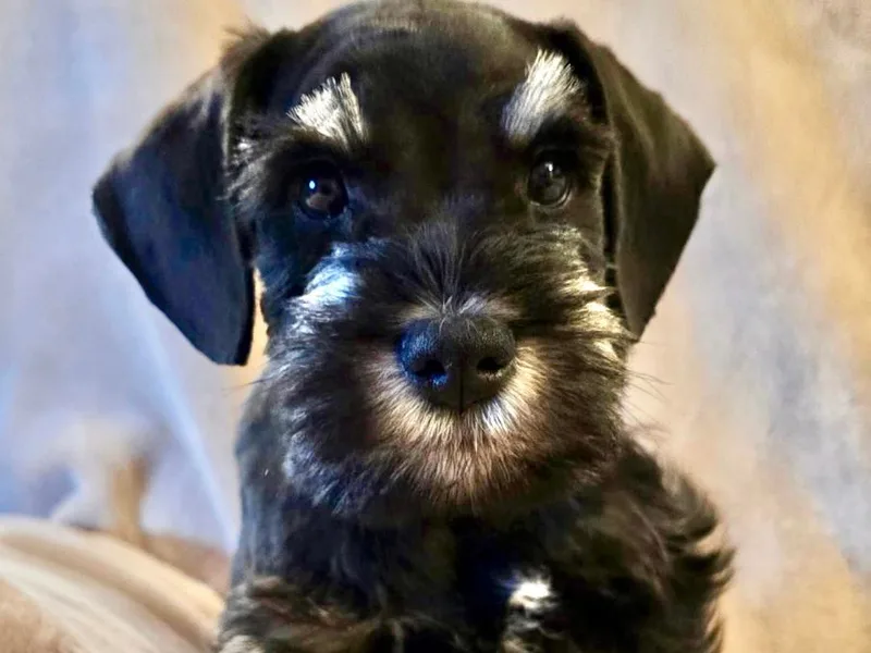 Collette's Miniature Schnauzers