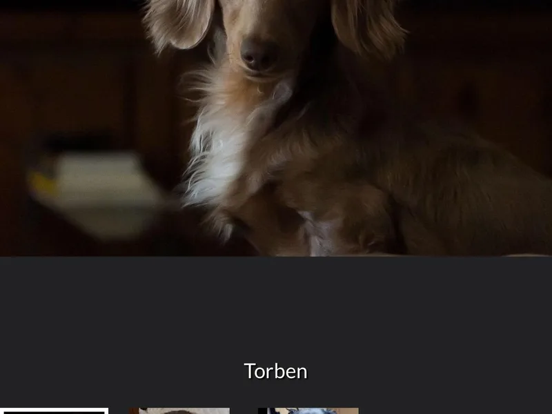 Collier Dachshunds photo 1
