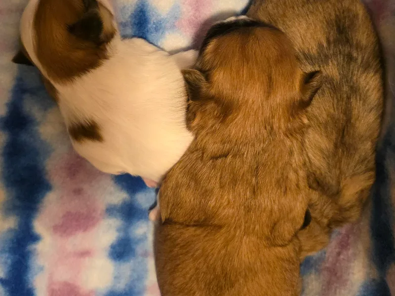Collier's Canines photo 1