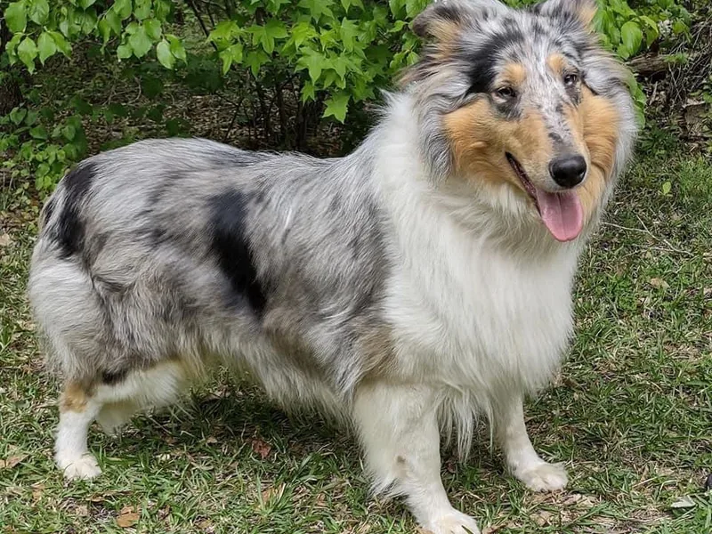 Collies by Calhoun photo 1