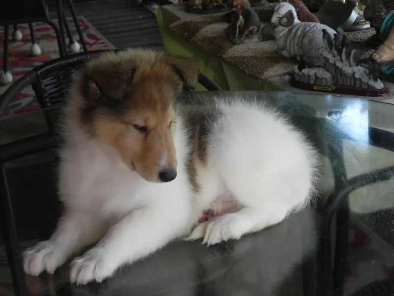 Collies Noble Majestic Angels