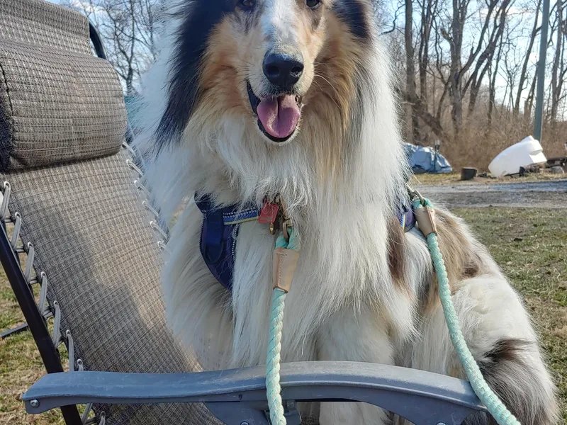 Collies photo 1