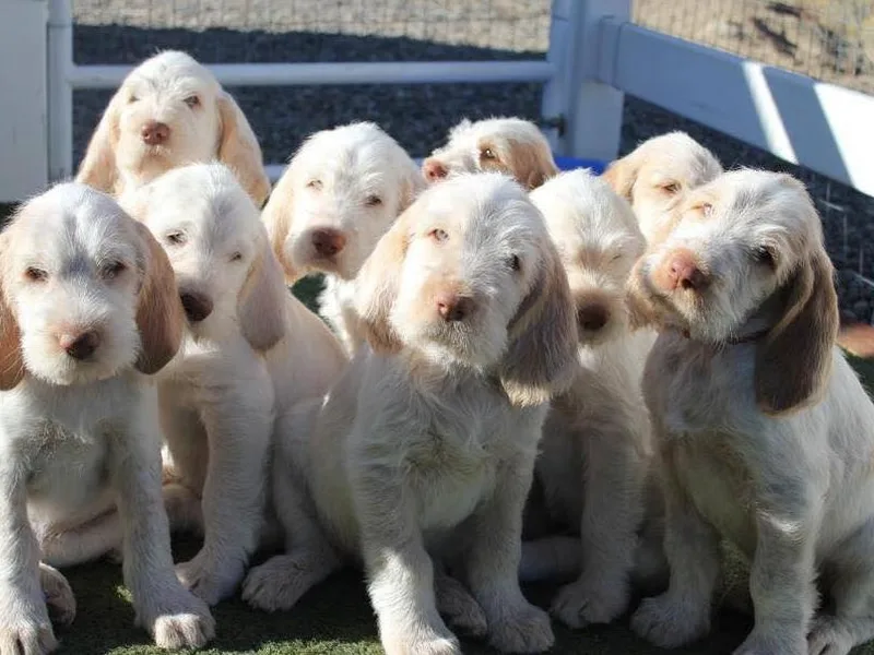 Collina d'Oro Spinoni