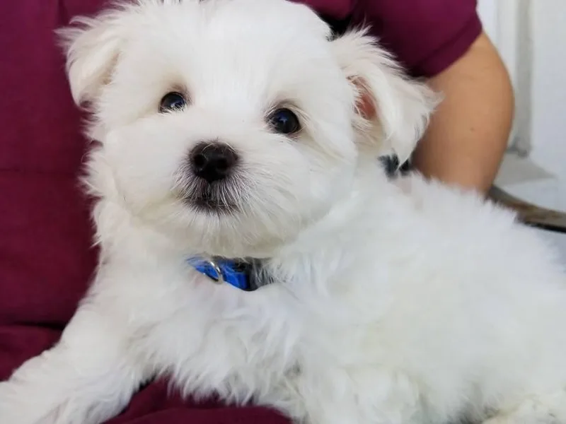 Collins Maltese photo 1