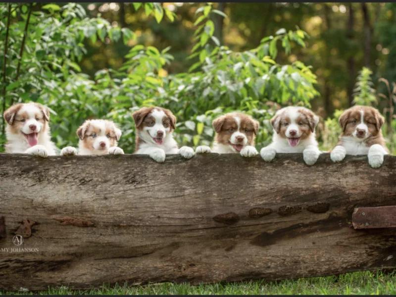 Collinswood Australian Shepherds