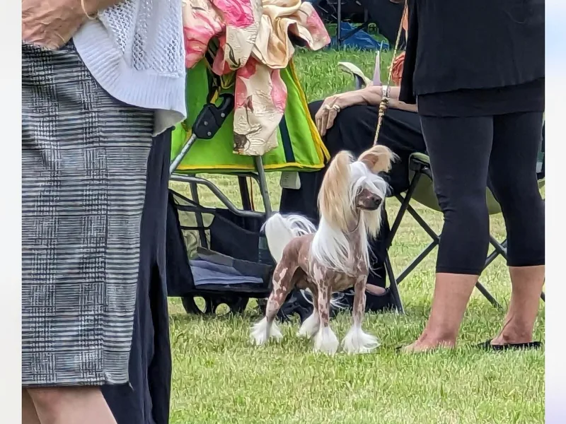 Colliwood Chinese Cresteds