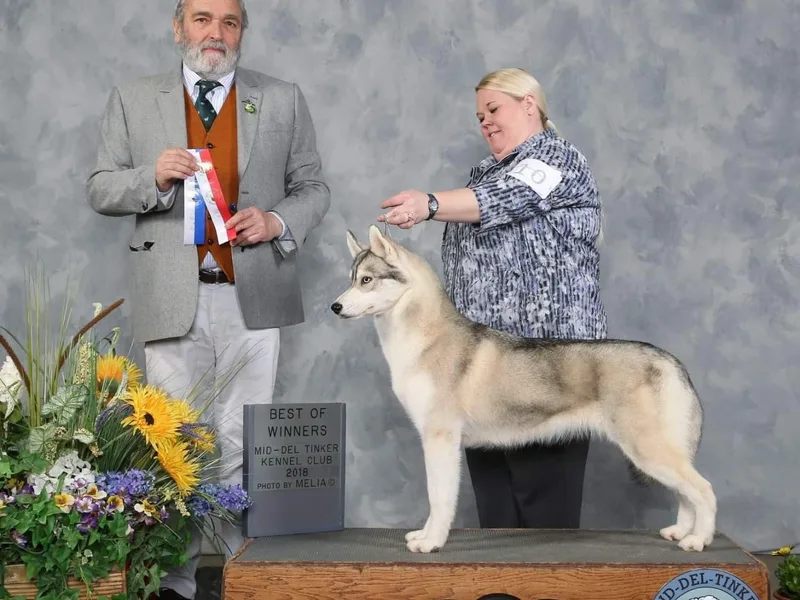 Collusion Siberian’s