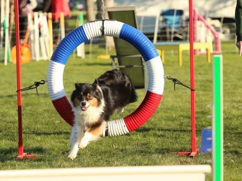 Colockum Australian Shepherds