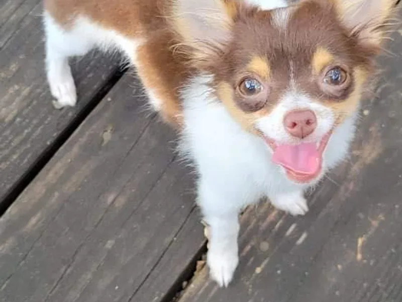 Color Me Crazy Chihuahuas