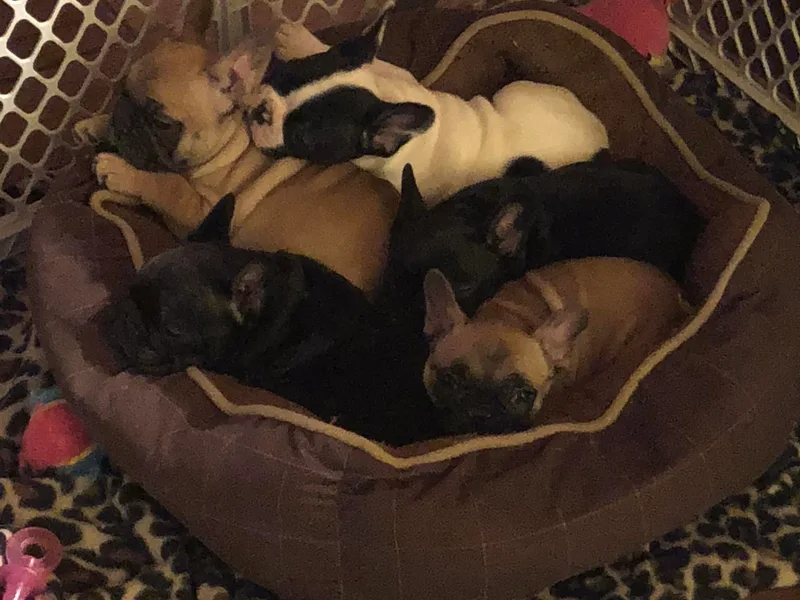 Color Me Pied Frenchies