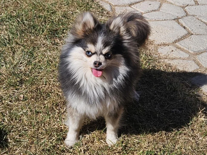 Colorado Mini Dachshunds &amp; Mini Pomskies