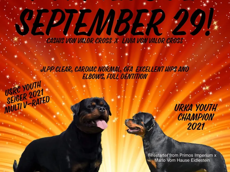 Colorado Premiere Rottweilers